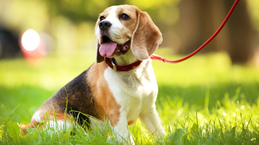 Ein Hund der Rasse Beagle trägt eine rote Leine und sitzt auf einer Wiese.