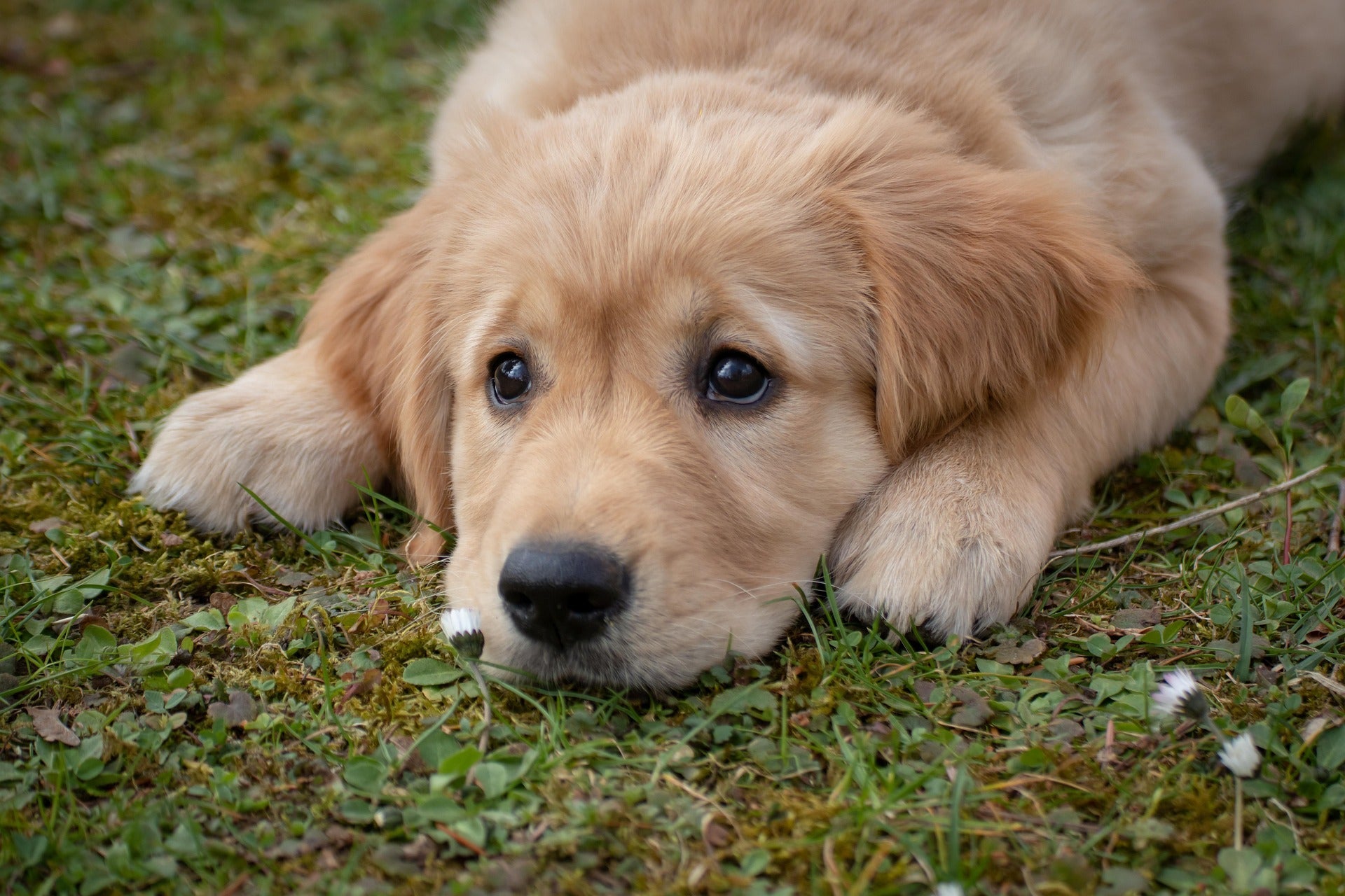 Durchfall beim Hund – Hausmittel vs. Tierarzt