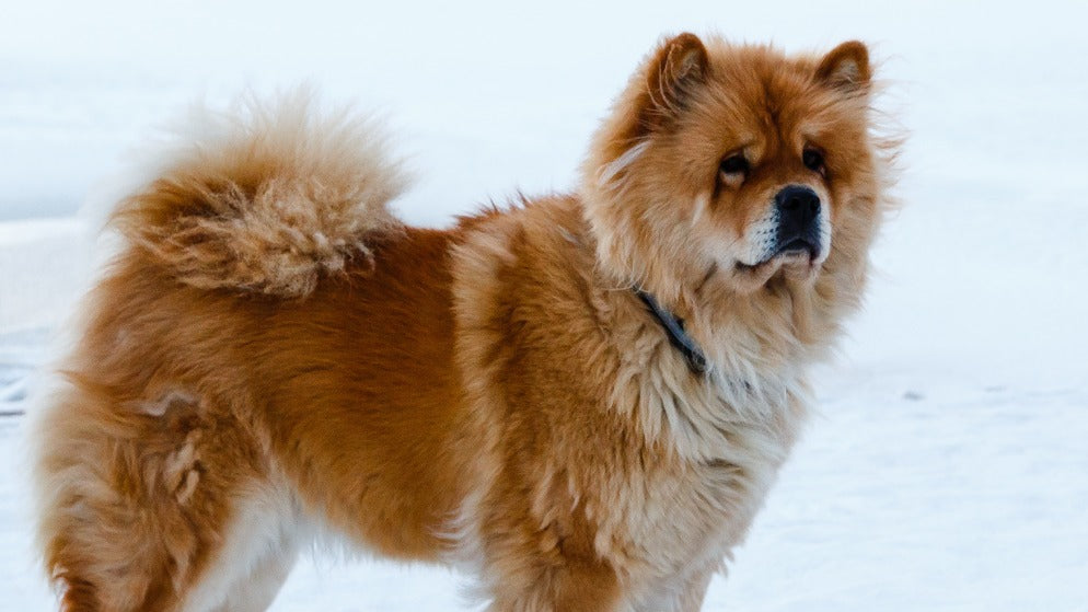 Ein Hund der Rasse Chow Chow mit braunem Fell.
