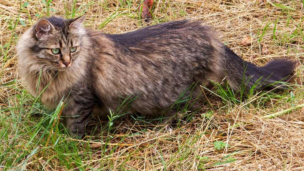 Eine Katze der Rasse Deutsche Langhaar Katze in der Natur.