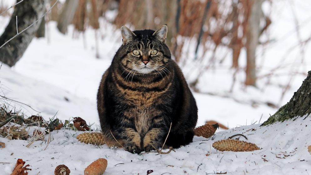 Eine dicke Katze sitzt in einem schneebedeckten Waldbereich.