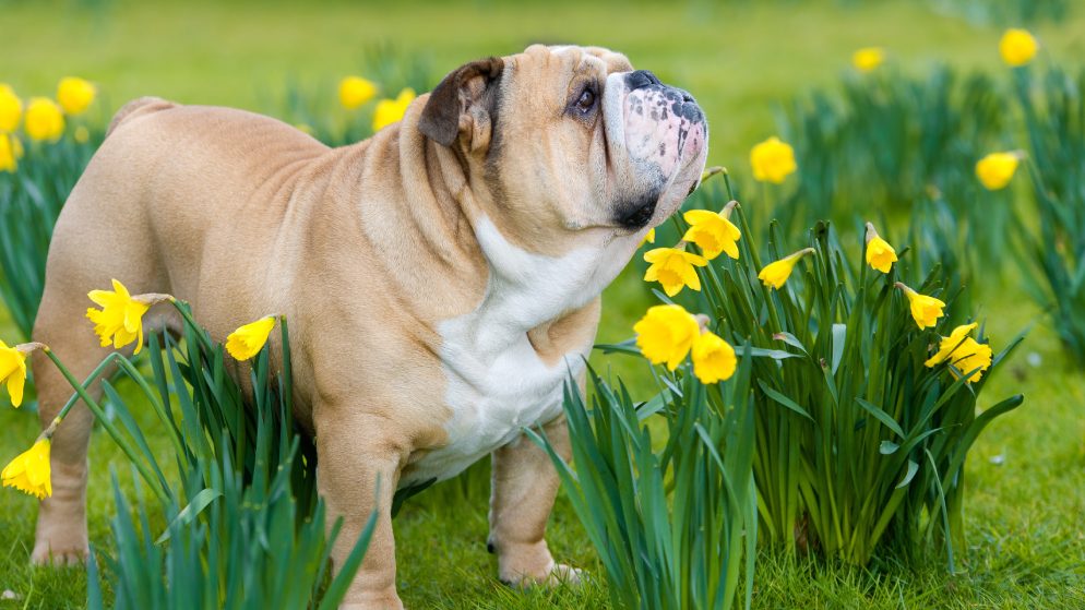 Ein Hund der Rasse Englische Bulldogge in der Natur.