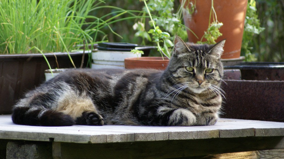 Eine Katze der Rasse Europäisch Kurzhaar liegt im Garten auf einem Holzbrett.