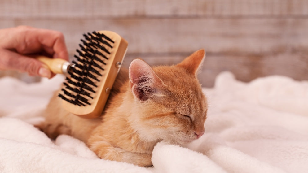 Wissenswertes über die Fellpflege bei Katzen