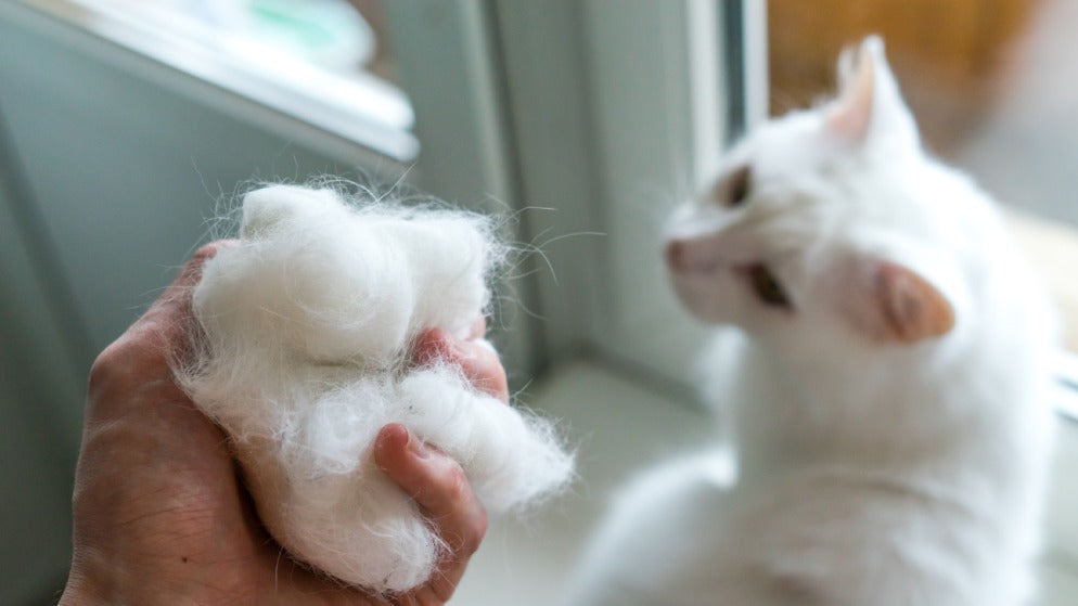 Ein Katzenbesitzer hält ein Büschel Katzenhaare der Katze neben ihm in der Hand, weil die Katze gerade im Fellwechsel ist.