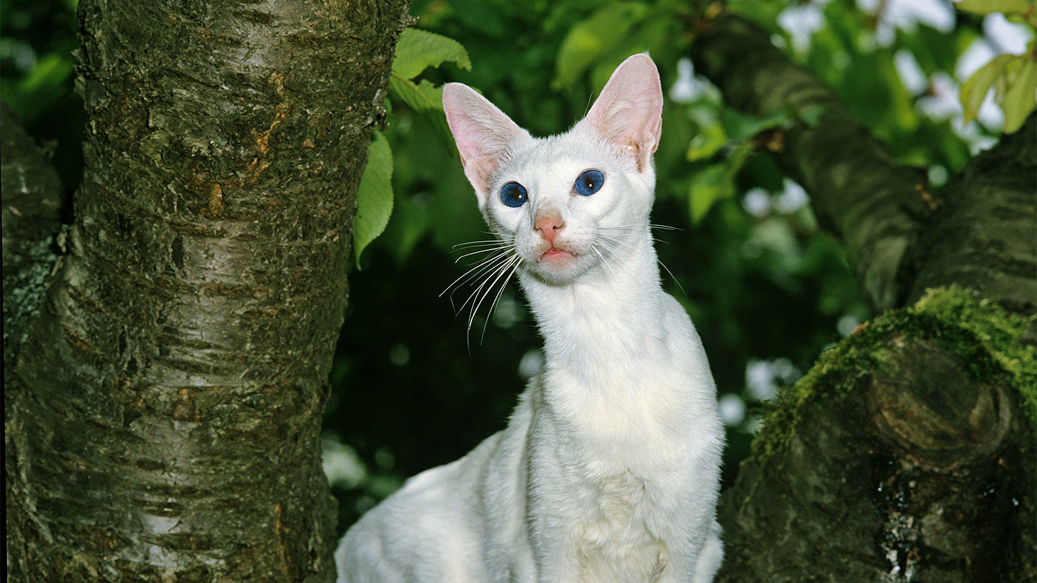 Eine Katze der Rasse Foreign White sitzt in einem Baum.