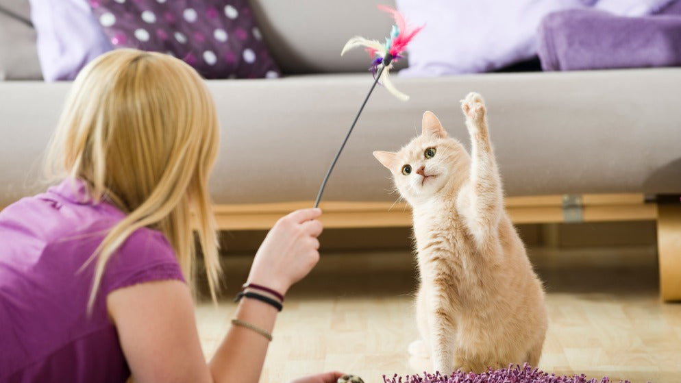 Eine Besitzerin beschäftigt sich mit Ihrer Katze mit Hilfe eines Katzenspielzeugs.