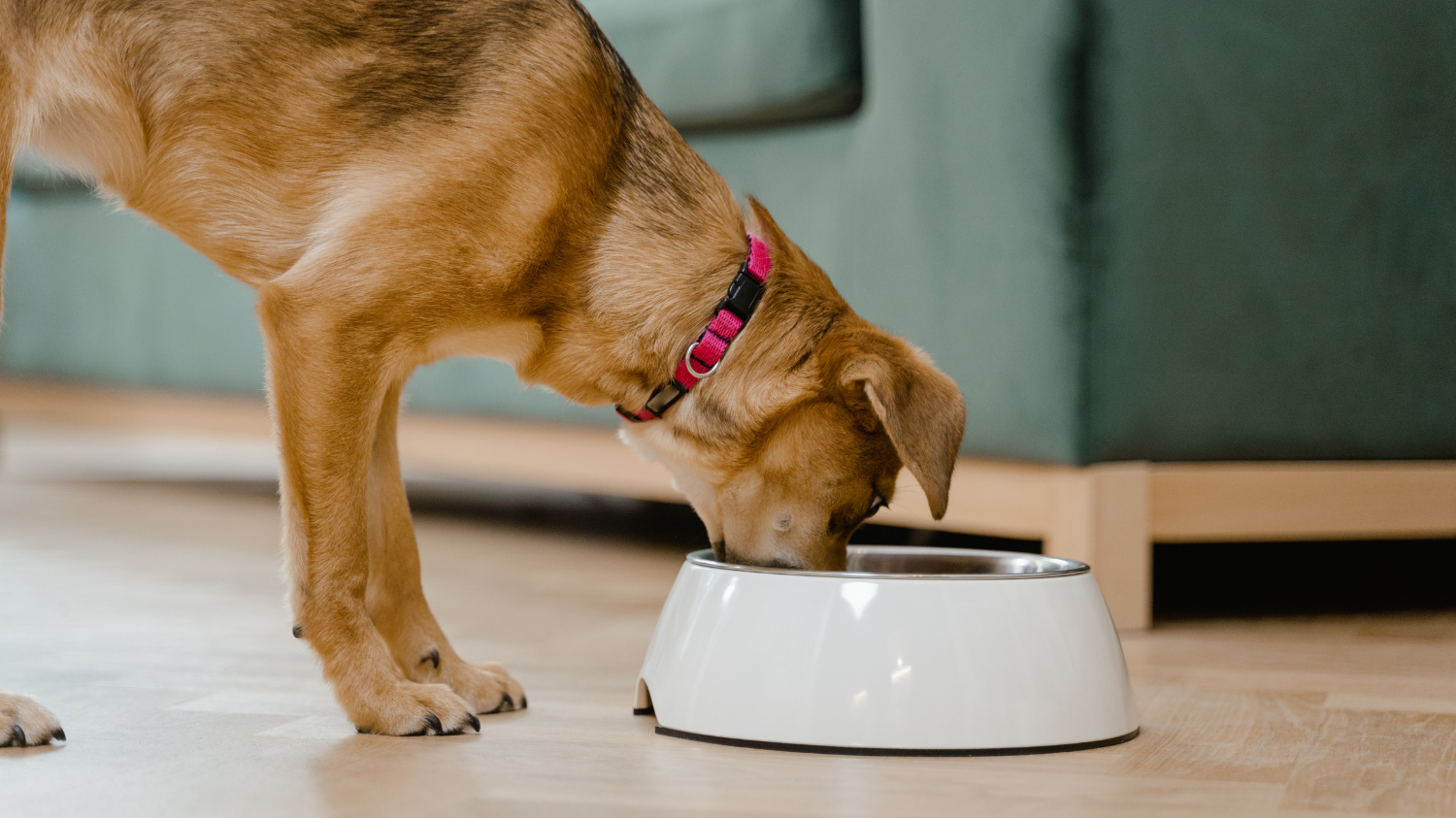 Futterumstellung beim Hund: So klappt es am besten