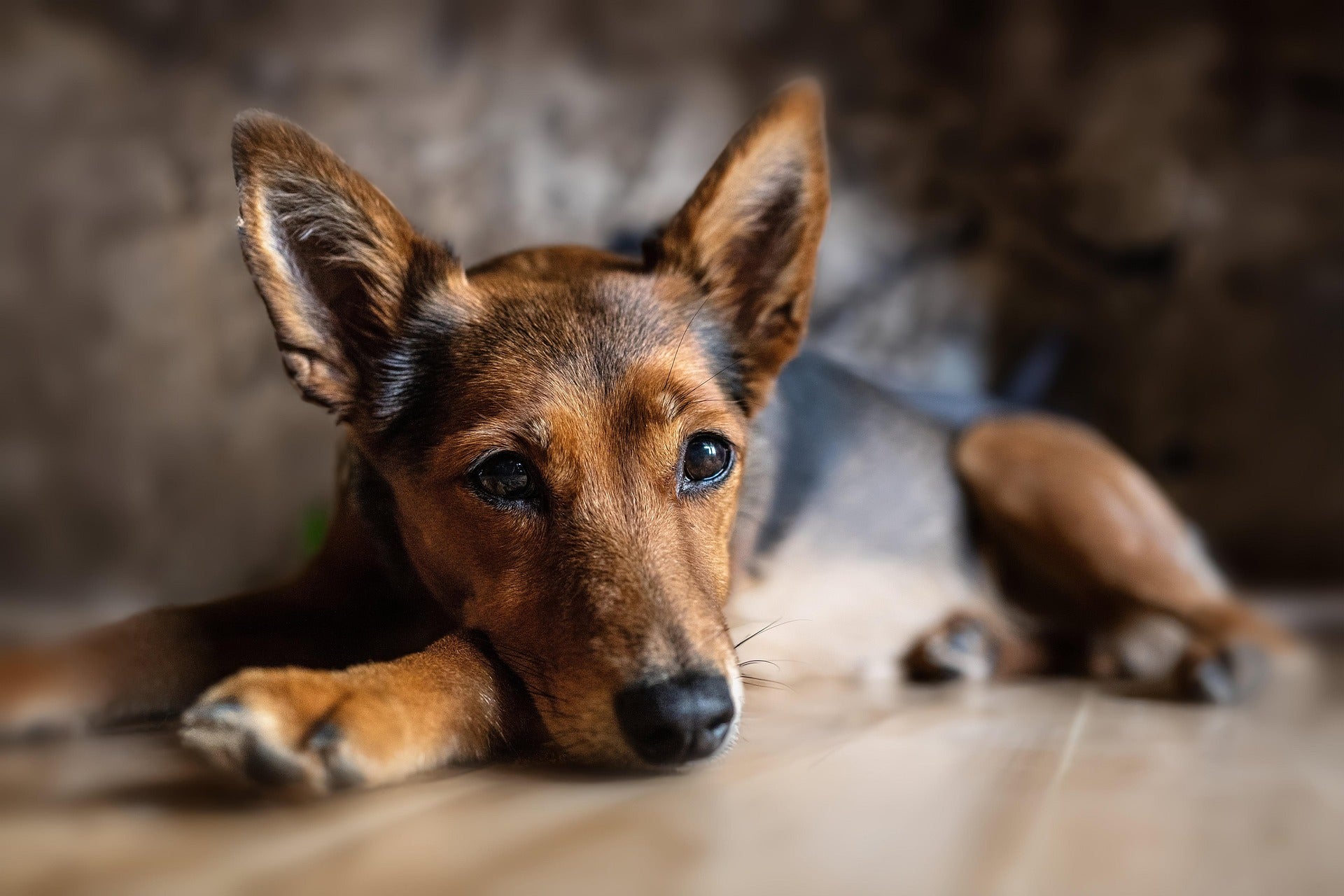Fettleber beim Hund – Ursachen & Management