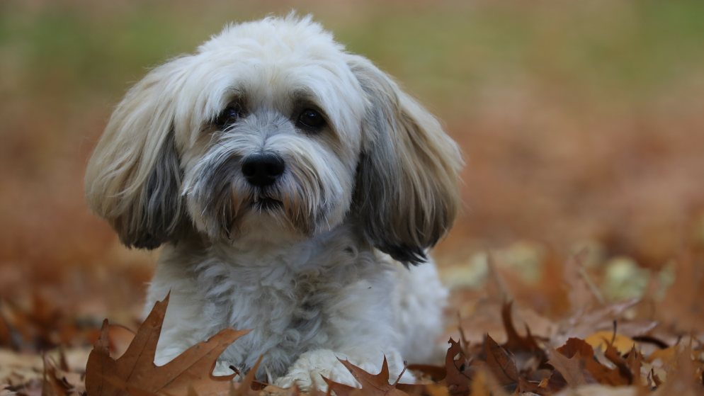 Ein Hund der Rasse Havaneser liegt auf vielen heruntergefallenen Blättern.