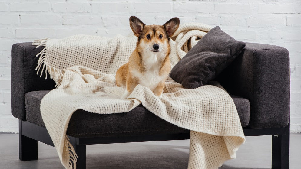 Ein Hund sitzt auf einem bequemen Sofa mit einer Decke.