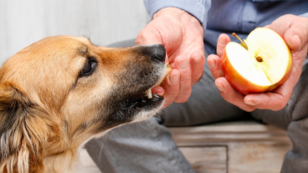 Einem Hund wird ein Stück Apfel gefüttert.