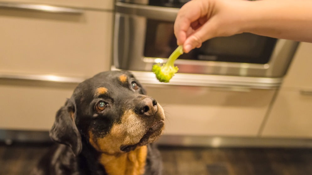 Ein Hund blickt auf ein Stück Brokkoli, das ihm zum Fressen angeboten wird.