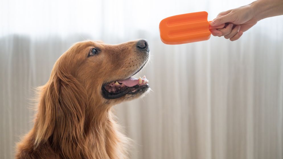 Drfen Hunde Eis essen? Tipps fr die perfekte Erfrischung
