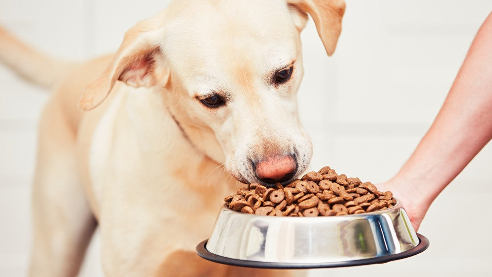 Kaltgepresstes Hundefutter - mehr Vitamine & Nährstoffe