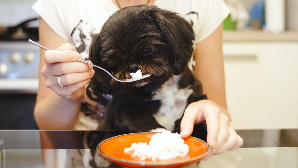Ein Hund sitzt auf dem Schoß seiner Besitzerin und bekommt Reis gefüttert.