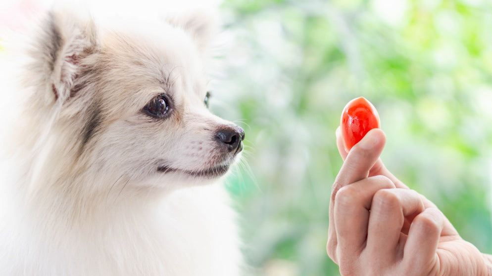 Ein Hund blickt auf eine kleine Tomate, die ihm hingehalten wird.