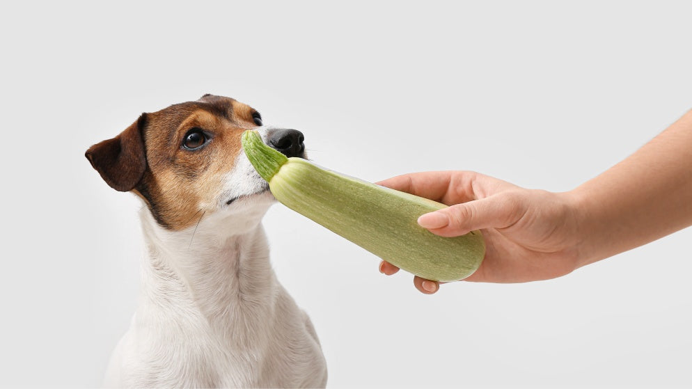 Ein Hund bekommt eine Zucchini hingehalten.
