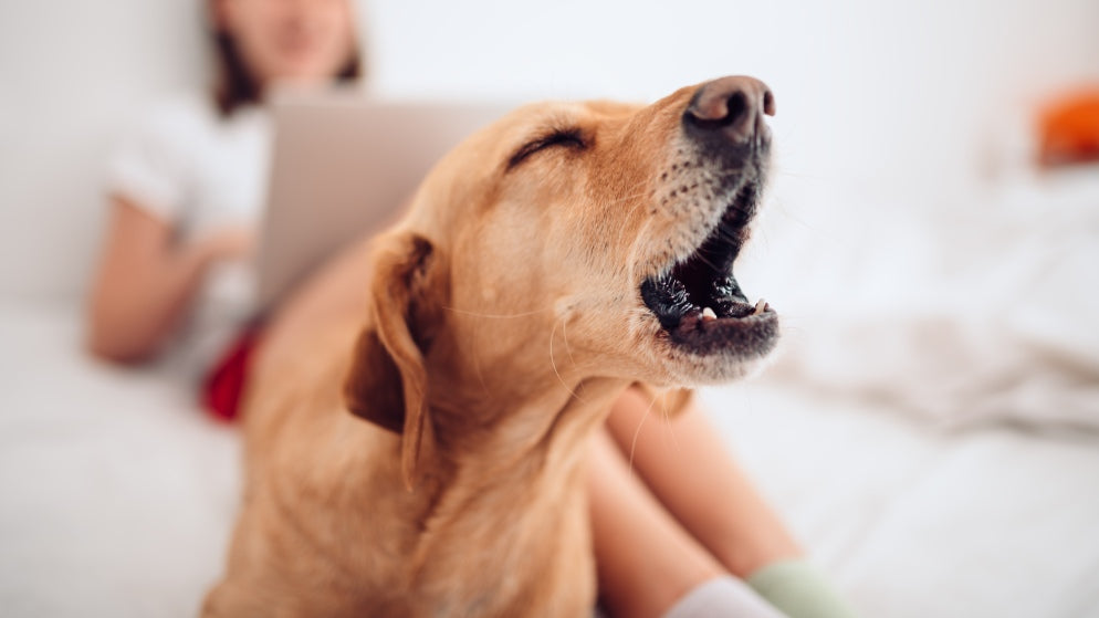 Hundegebell - Bedeutung, Rechtslage und wie Sie es reduzieren können