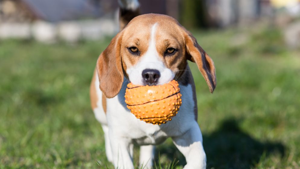 Einem Hund wird das Apportieren beigebracht. Er apportiert einen Spielzeugball.