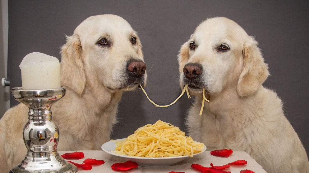 Zwei Golden Retriever essen gemeinsam Spaghetti und teilen sich eine Nudel.
