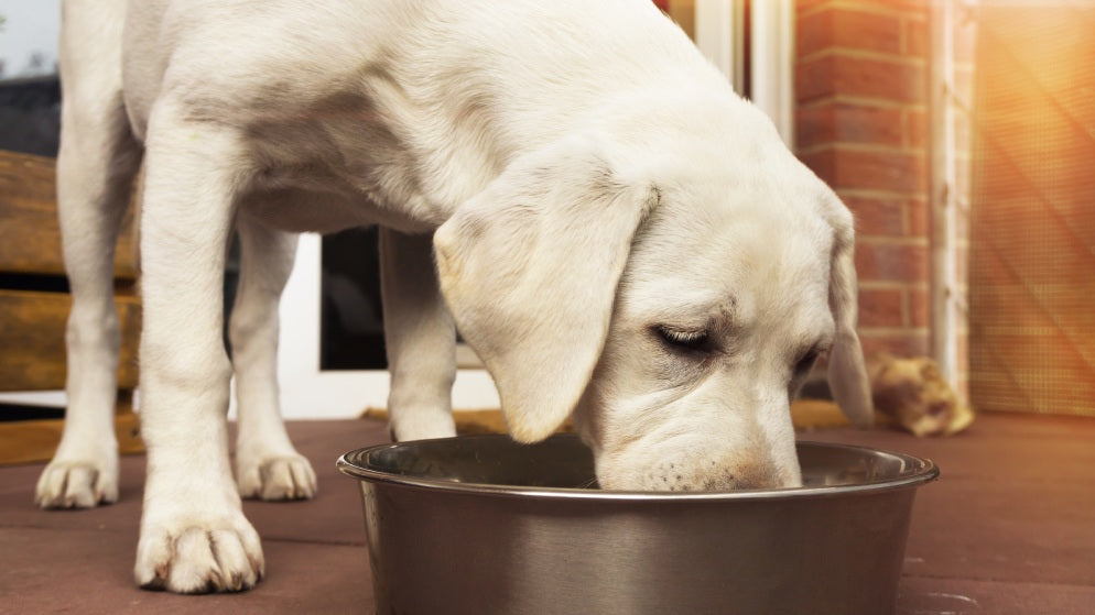 Ein Hund isst aus einem Anti-Schling-Napf, der ein langsameres Fressen unterstützt.