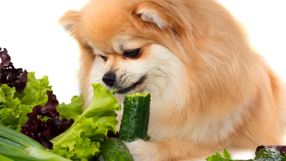 Ein Hund sitzt vor einem Berg Salatblätter und knabbert an einem großen Stück Gurke.