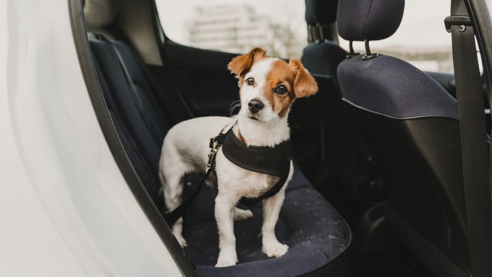 Ein kleiner Hund steht auf dem Rücksitz des Autos. Er ist mit einem Hundegurt gesichert.