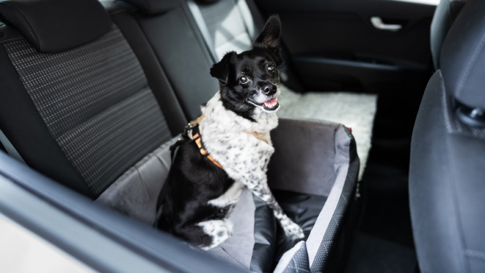 Ein kleiner Hund sitzt angeschnallt in einem Hundesitz im Auto.