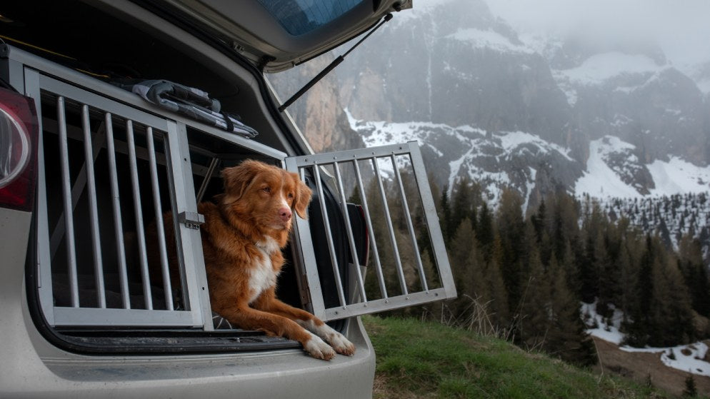 Ein Hund blickt aus einer Hundebox im geöffneten Kofferraum des Autos vor einer Bergkulisse.