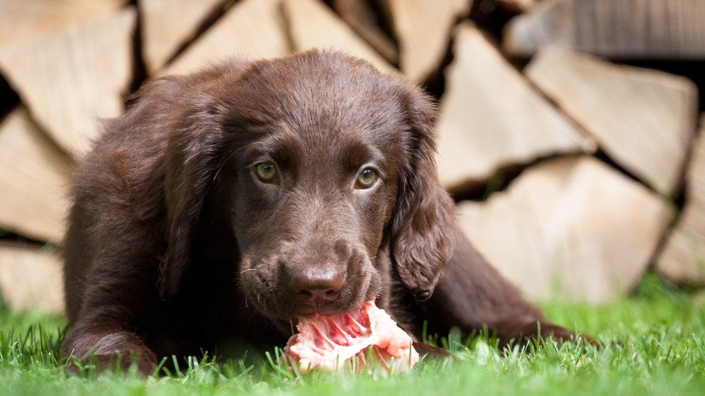 Ein Hund, der BARF-Ernährung erhält, isst ein Stück rohes Fleisch auf einer Wiese.