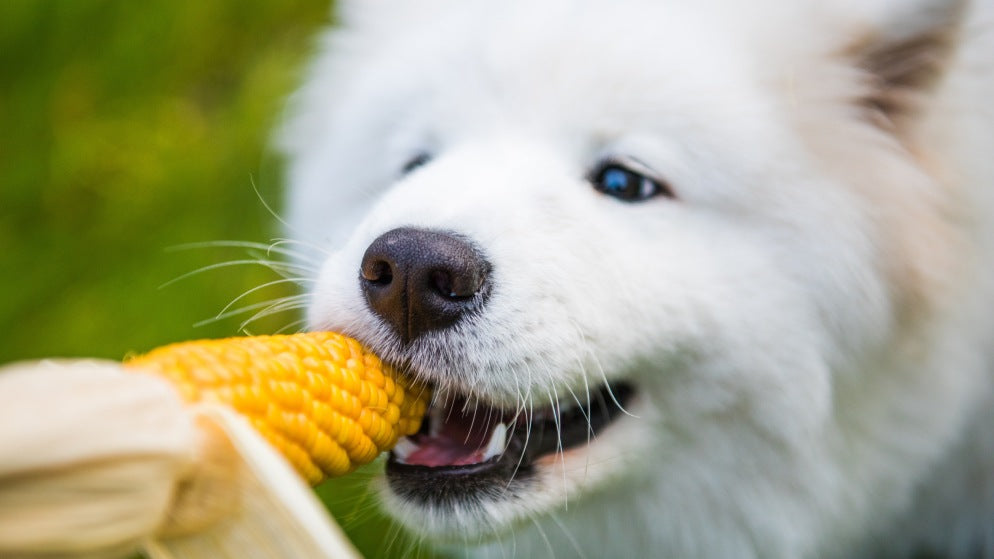Ein flauschiger weißer Hund knabbert begeistert an einem Maiskolben.