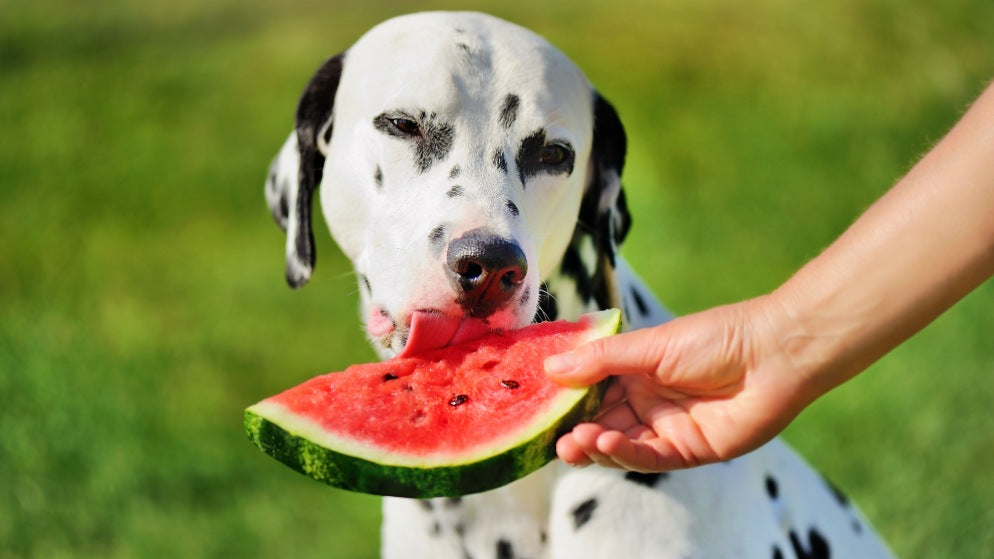Ein Dalmatiner leckt draußen bei Sonnenschein an einer roten Wassermelone.