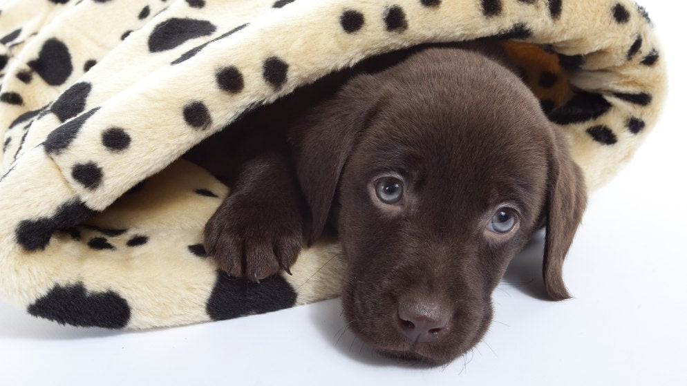 Ein junger Hund mit blauen Augen schaut aus einer kuscheligen Hundedecke heraus, in die er eingewickelt ist.