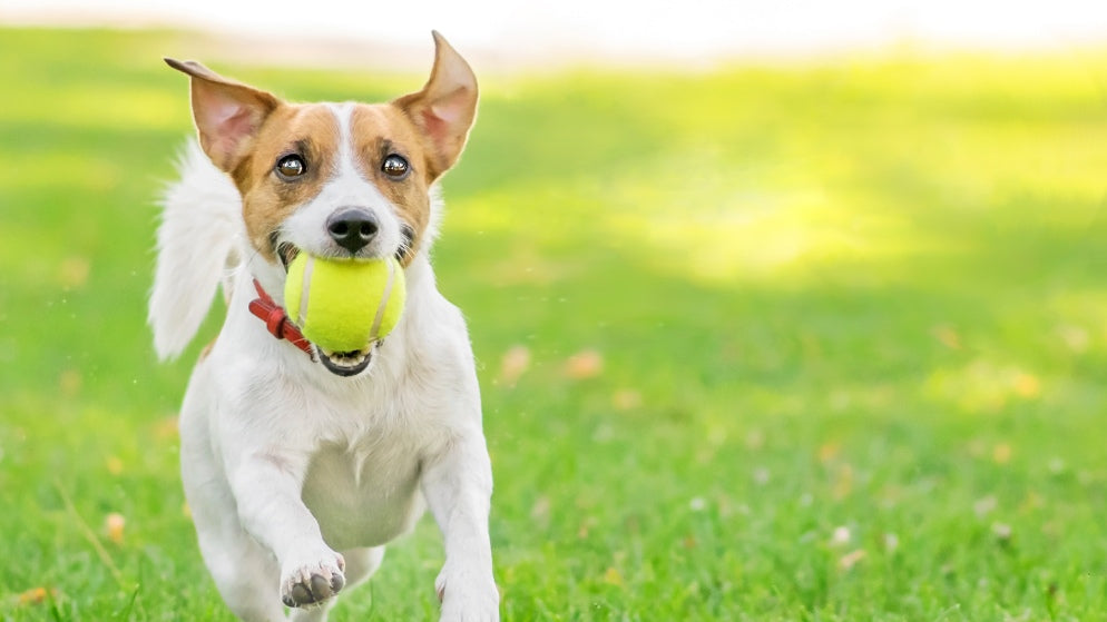 Ein Hund hat einen Tennisball, der mit einer Ballwurfmaschine geschossen wurde, im Mund und rennt dabei über eine Wiese.