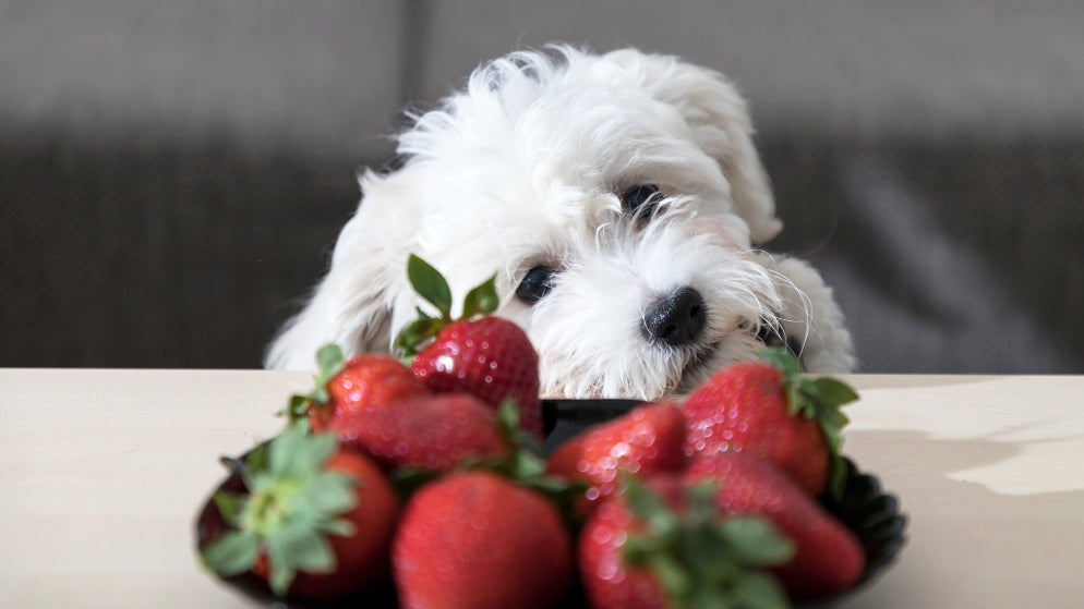 Ein kleiner weißer Hund blickt interessiert auf einen Teller voller Erdbeeren.