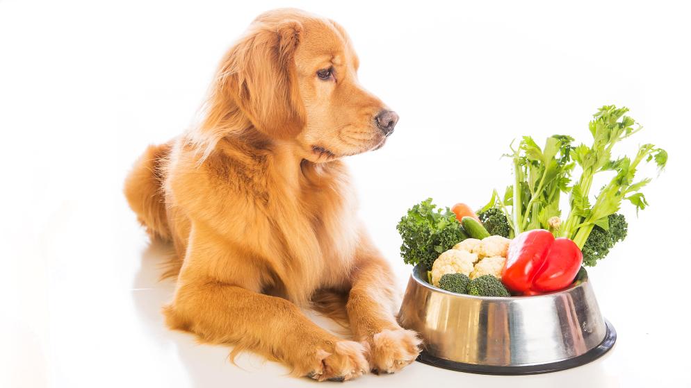 Ein Hund sitzt neben einem Napf voller Gemüse, das von Natur aus getreidefrei ist.