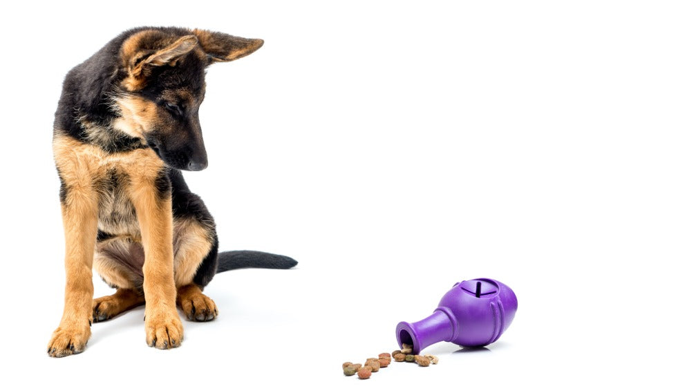 Ein junger Hund schaut ein Intelligenzspielzeug an, aus welchem Futtersnacks rauskommen.