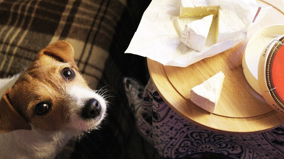 Ein Hund steht neben einem Tisch, auf dem Käse aufgeschnitten ist, und hofft, dass er etwas davon fressen darf.