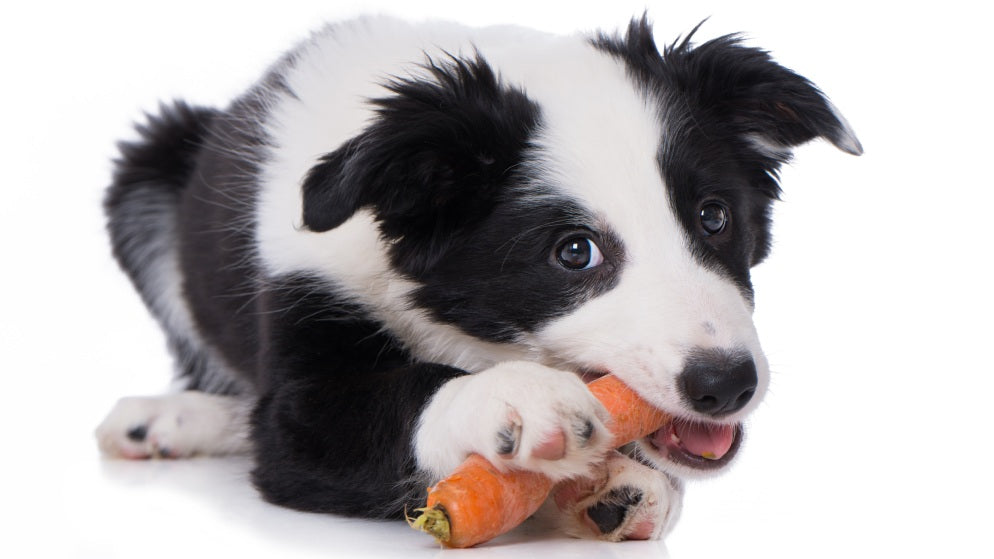 Ein Hund knabbert an einer großen Karotte.