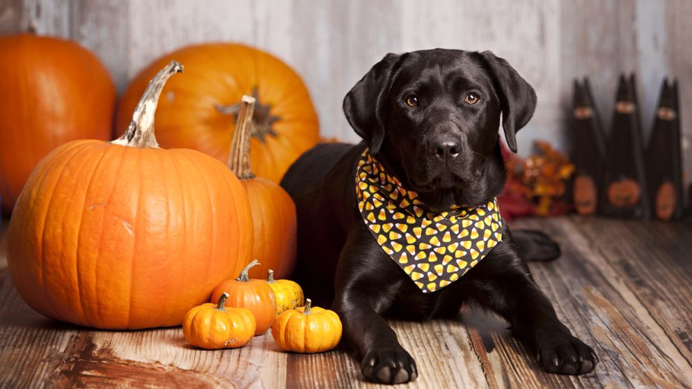 Ein Hund trägt passend gekleidet zu Halloween ein schwarz-orangenes Halstuch und sitzt neben einigen großen Kürbissen.