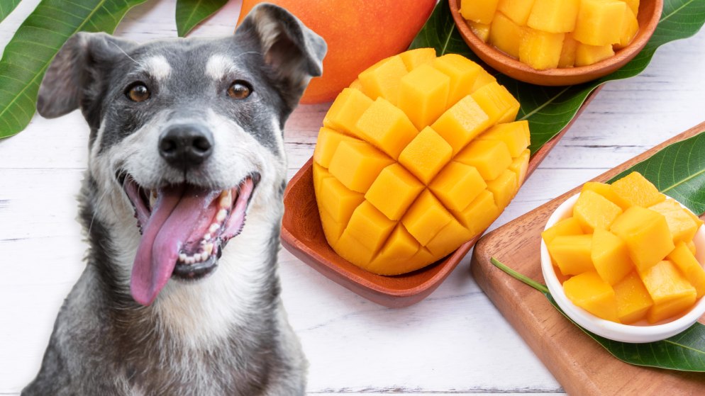 Dürfen Hunde Mango essen?