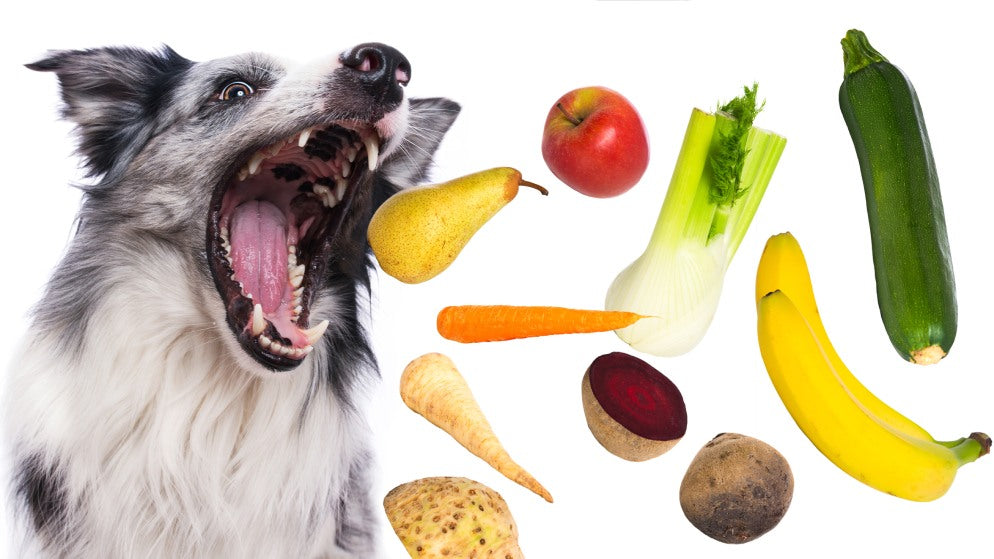 Was dürfen Hunde essen?