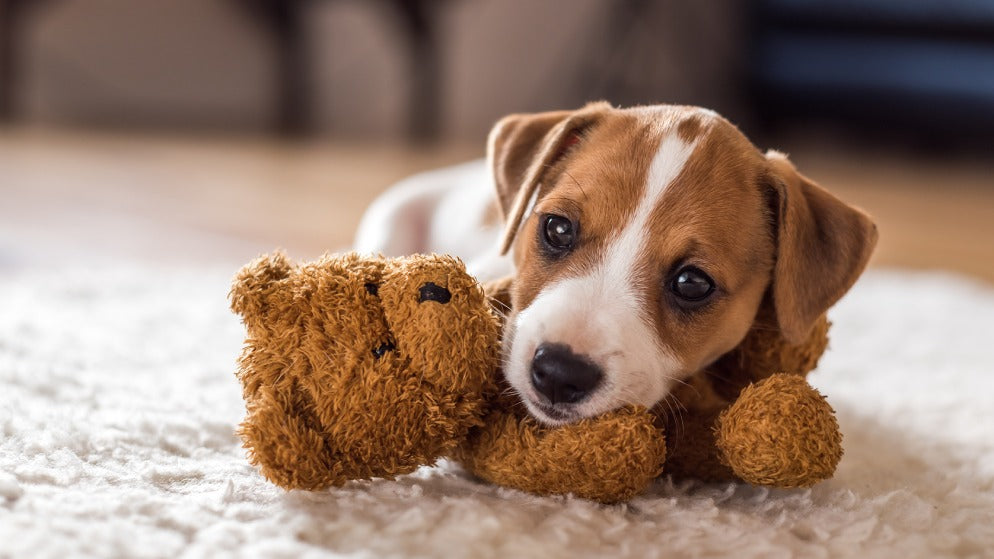 Ein Welpe liegt auf seinem Hundespielzeug, welches ein Plüschteddybär ist.