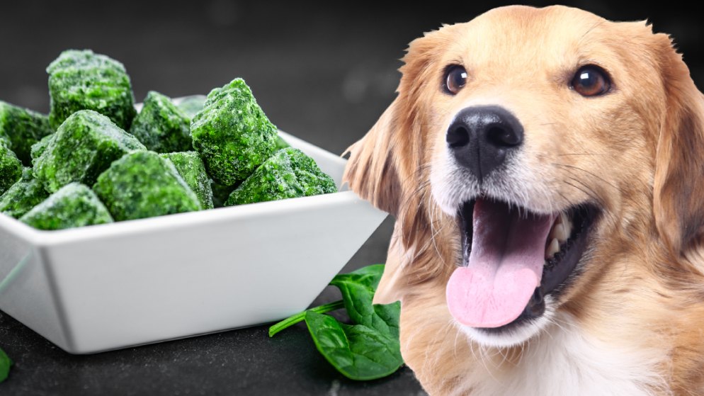 Ein Hund mit begeistertem Blick steht neben einer Portion noch gefrorenem Spinat.
