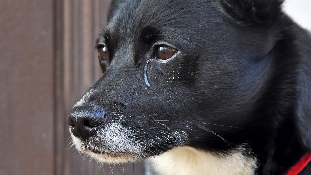 Ein Hund, der an Tränenstein leidet, mit einer Träne am Auge.