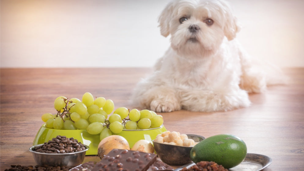 Vor einem Hund liegen diverse Produkte, die der Hund nicht essen darf.