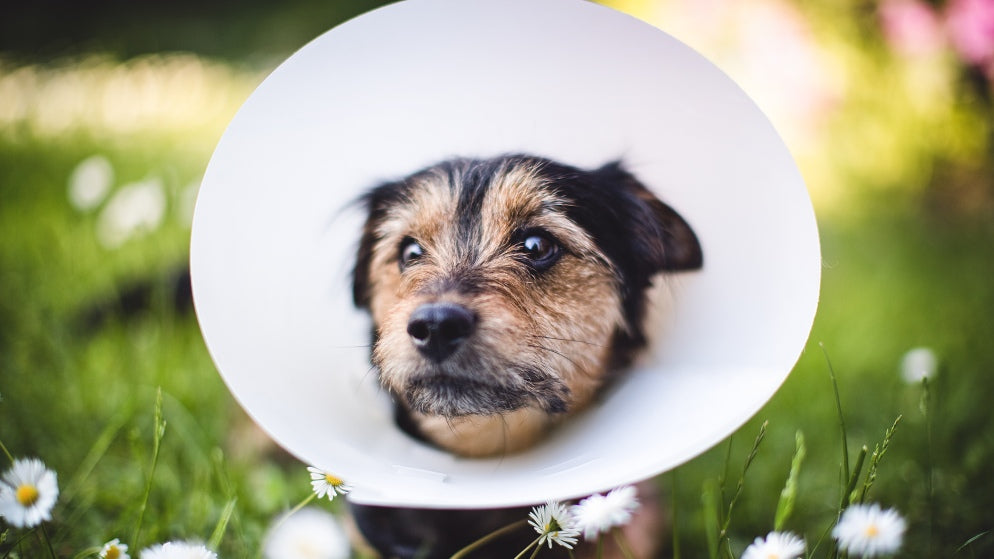 Ein Hund mit einer weißen Halskrause sitzt draußen auf einer Blumenwiese.