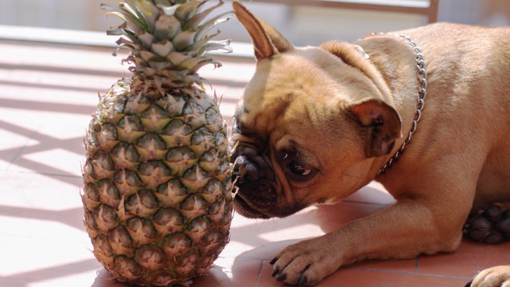 Ein Hund der Rasse französische Bulldogge schnüffelt interessiert an einer Ananas.