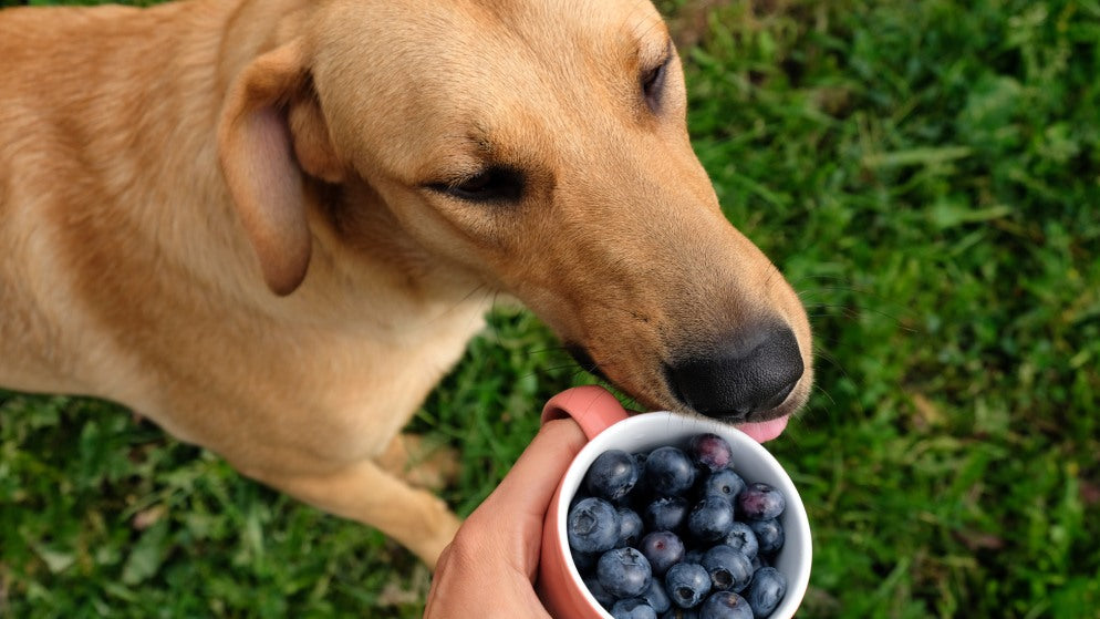 Ein Hund schnüffelt an einer Tasse voller Heidelbeeren, die er gerne essen möchte.